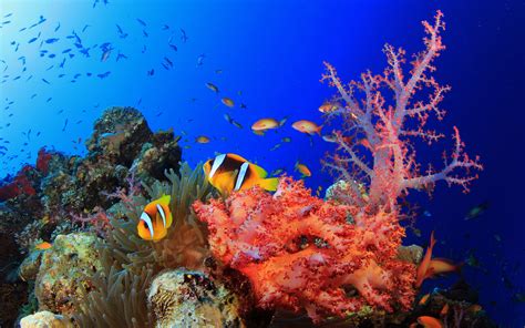 Colorful Coral Reef Wallpaper - WallpaperSafari