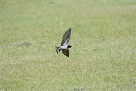 animal wildlife, flying, lawn, feathers, spread wings, wild animal, hi-speed, swallow, animal ... - wildlife in hawaii on land