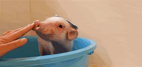 猪猪洗澡表情包,猪表情包GIF - 伤感说说吧