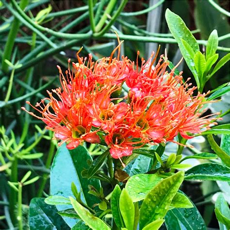 Metrosideros Excelsa Plant