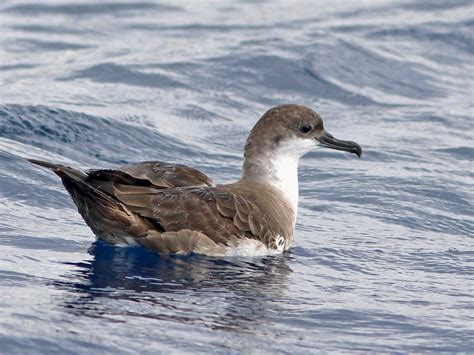 Great Shearwater - eBird