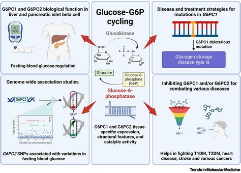 Glucose 6 Phosphatase