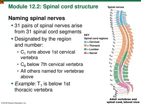 30+ Free Printable Spinal Column & Spinal Nerve Charts PDF