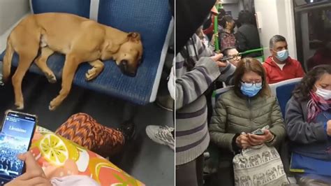 Viral Video: dog is sleeping on the seat in bus passengers did such ...