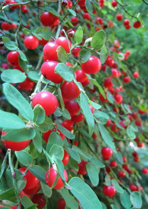 Wild Red Huckleberries in Flower Garden