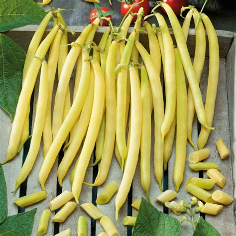 French Bean 'Golden Wax' Seeds – Garden Mithra