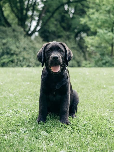 English Labrador Retriever Puppies