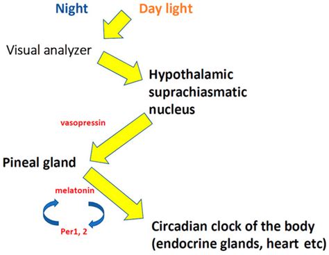 Desynchronosis: Types, Main Mechanisms, Role in the Pathogenesis of ...