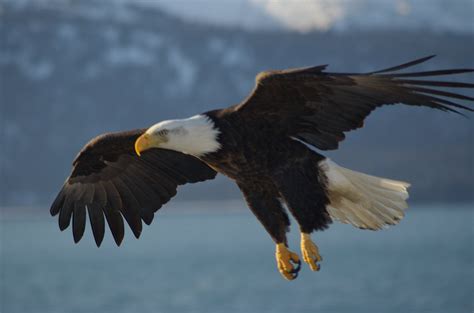 File:Bald.eagle.closeup.arp-sh.750pix.jpg - Wikipedia