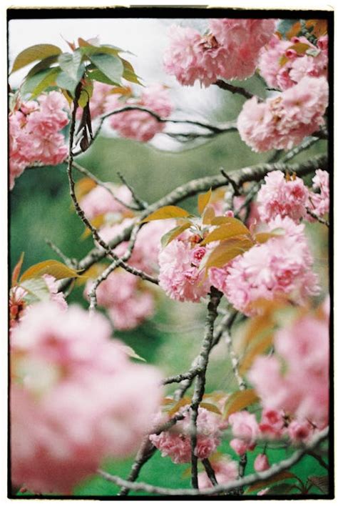 Flower Tree 的图像结果