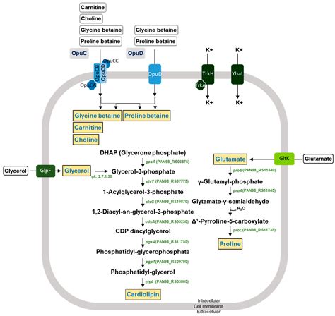 Novel Starter Strain Enterococcus faecium DMEA09 from Traditional ...