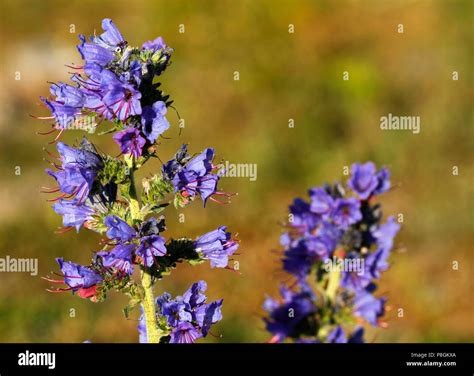 Vipers bugloss, Echium vulgare, on the seashore of Gotland Island in Sweden Stock Photo - Alamy