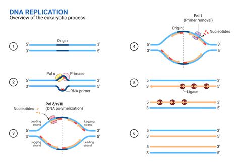 Image result for DNA Replication Notes