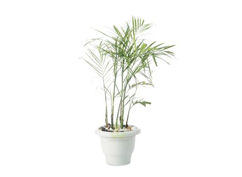 Order Best Plants for Home in Delhi NCR, Buy Gift Plants Online India ...