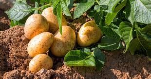 Sweet potato seeds for farming, Farming seeds for sweet potato, Seeds ...