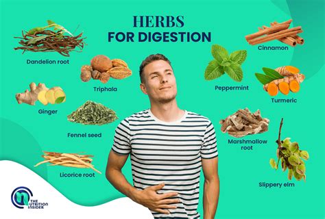 Best Herb For Digestive Health: A Complete Guide To Natural Relief