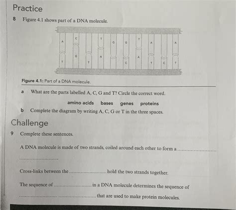 SOLVED: Practice 8 Figure 4.1 shows part of a DNA molecule. Figure 4.1 ...