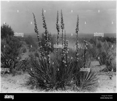 Desert with its typical vegetation Black and White Stock Photos & Images - Alamy - adaptations of yucca