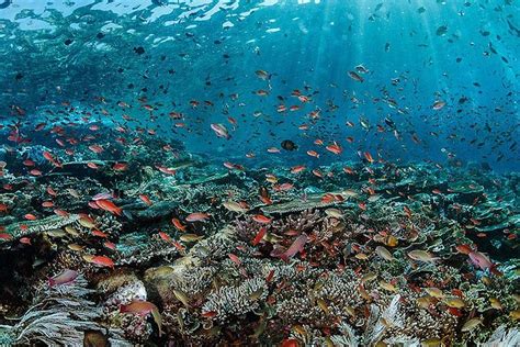 DRAGON DIVE KOMODO DIVE RESORT (Flores/Labuan Bajo) - Hotel Reviews ...