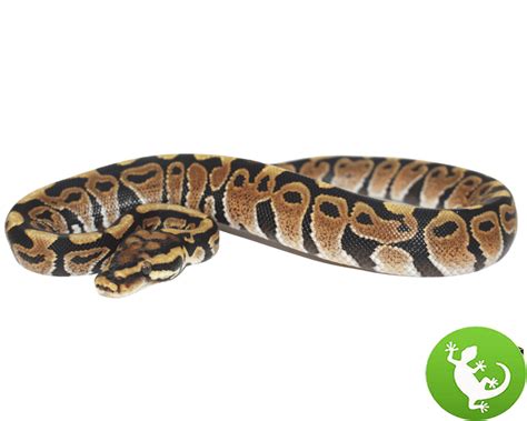 Image result for Spotnose Ball Python