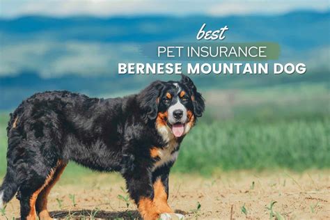 How Much Is A Bernese Mountain Dog Puppy Cost