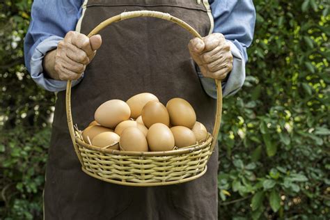 Fresh chicken eggs in a basket, from the farm, in the hands of an old ...