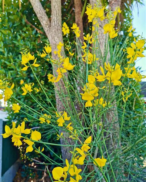 Growing Spanish Broom Washington State Noxious Weed Control Board