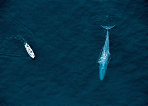 Antarctic Blue Whales