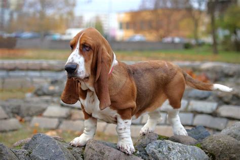 European vs. American Basset Hound: What's the Difference?