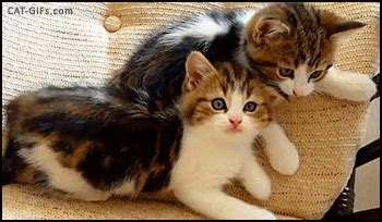 Image result for SQL Code VSR