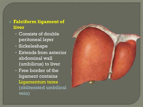 PPT - The peritoneum PowerPoint Presentation, free download - ID:9189957
