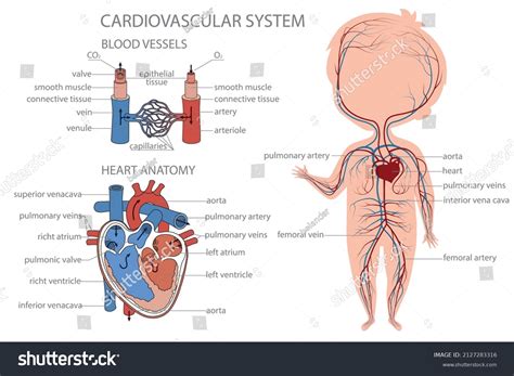 Image result for Cardiovascular System Cartoon