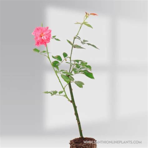 Mini Rose Plant – Santhi Online Plants