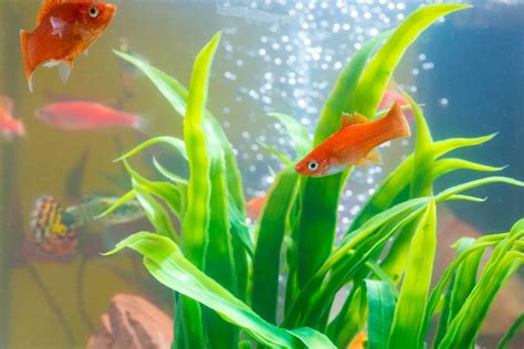 How to Lower Ammonia in a Fish Tank: Pro Advice