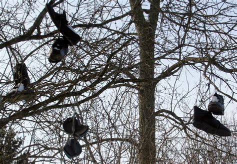 Image result for Shoe Tree Project