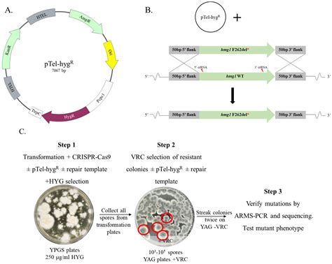 Efficient Generation of Multiple Seamless Point Mutations Conferring ...