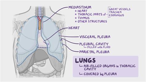 Lung Anatomy Diagram