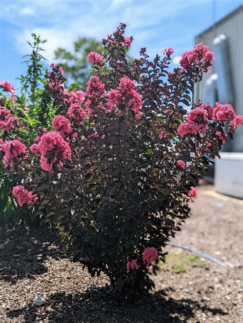 Crape Myrtle Black Diamond® Precious Pink™ - 2 Gallon | J. Berry Nursery