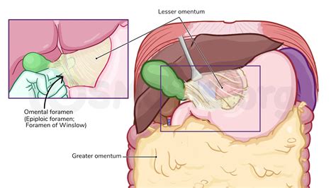 Lesser Omentum Contents