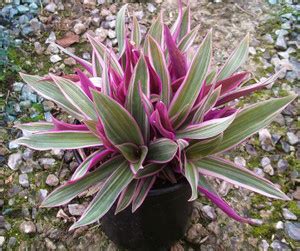 buddingbeauty Rhoeo Plant Price in India - Buy buddingbeauty Rhoeo ...