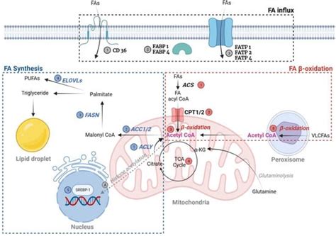 Oxidative Stress Induced by Lipotoxicity and Renal Hypoxia in Diabetic ...