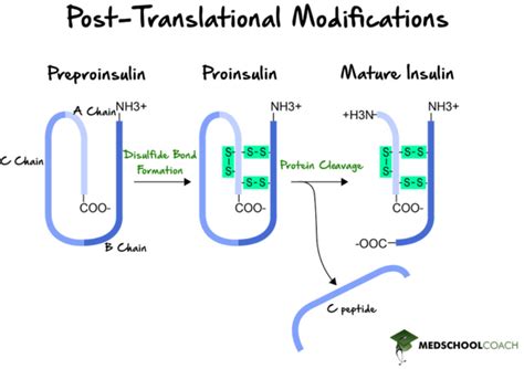 Image result for Post-Translational Modification of Insulin