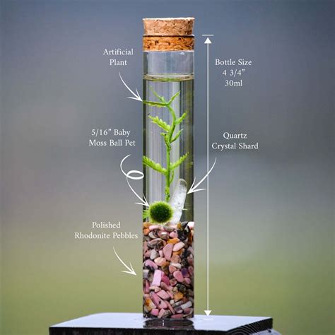 🟢 Moss Ball Pets ™ | The #1 Trusted Source for Real Marimo Moss Ball