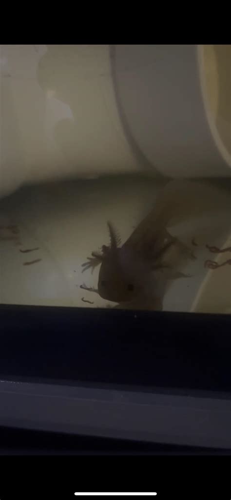 Axol Foley in his shit den tank eating bloodworms : r/axolotls