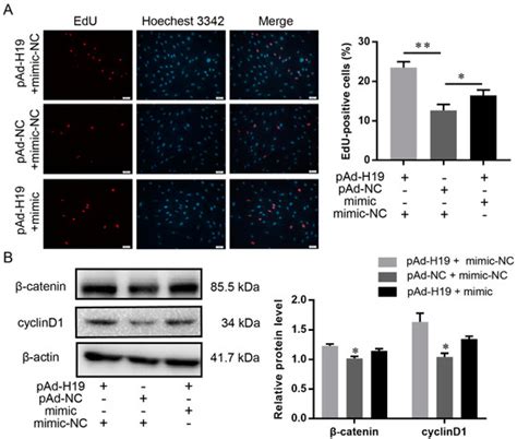 Comprehensive Transcriptome Analysis of Hair Follicle Morphogenesis ...