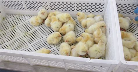 Call for an Eu-Wide End to the Killing of Male Chicks - FOUR PAWS ...