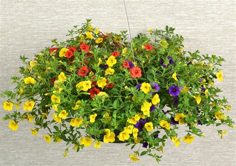 Spring Patio Flowers & Planters | Shop Online or In-store | Bachman's MN