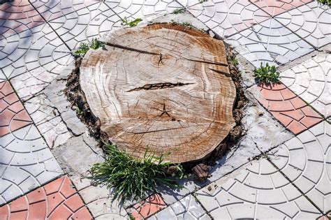 Tree Root Removal Cost 的图像结果