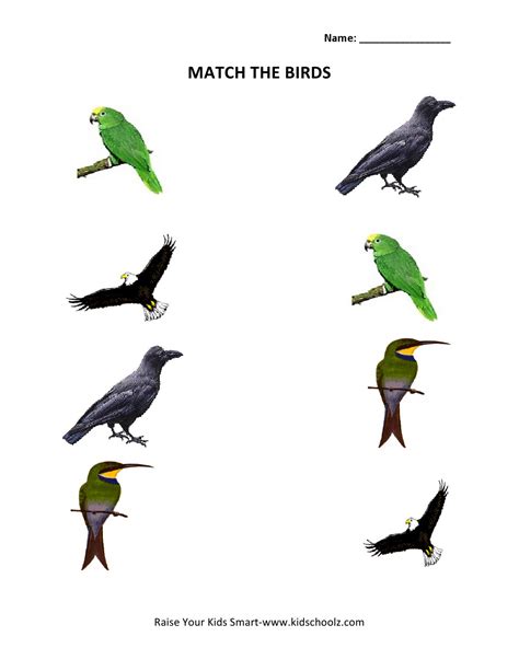 Bird Fly Worksheet 的图像结果