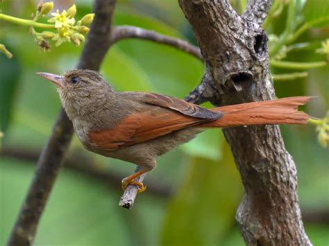 Crested Spinetail - eBird
